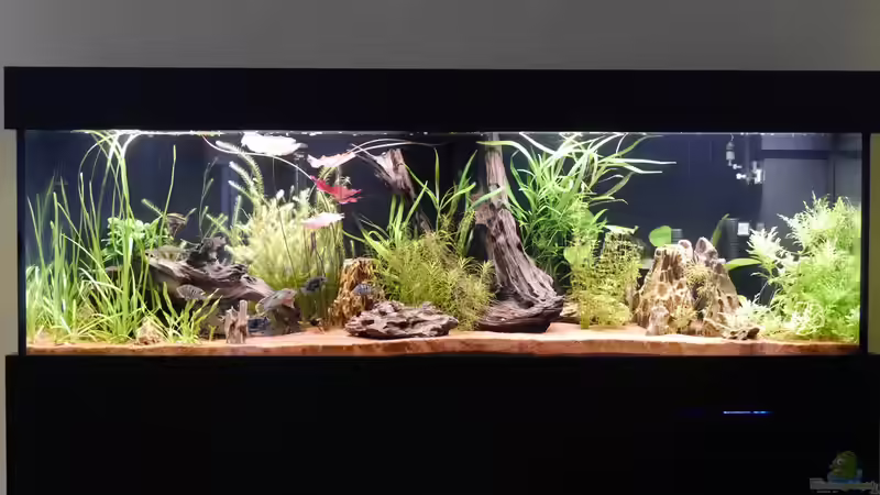 Stand 2 Monaten von Christof Engel (1)