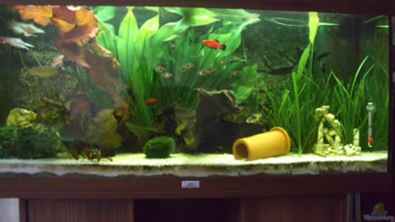 Stand 20.07.2008 von Northernstar (1)