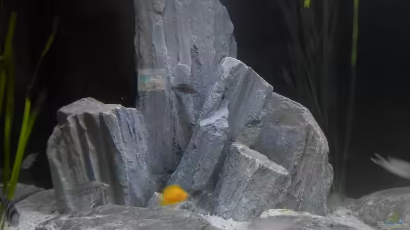 Stand 20.1.19 von Malamute (11)