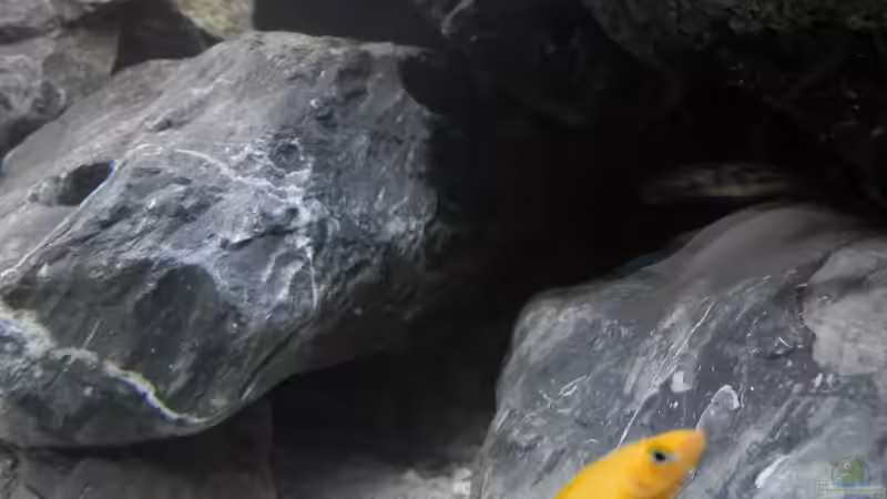 Stand 20.1.19 von Malamute (15)