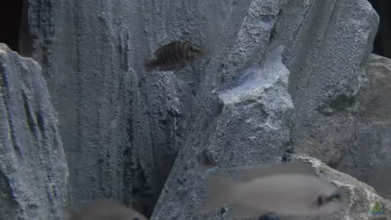 Stand 20.1.19 von Malamute (16)