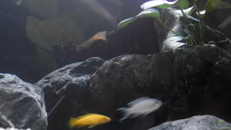 Stand 20.1.19 von Malamute (5)