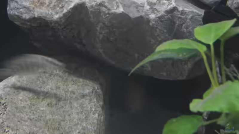 Stand 20.1.19 von Malamute (8)