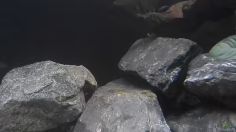 Stand 20.1.19 von Malamute (9)