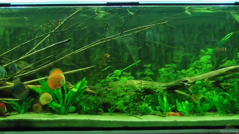 Stand 20.3.2013 von kellerkind (7)