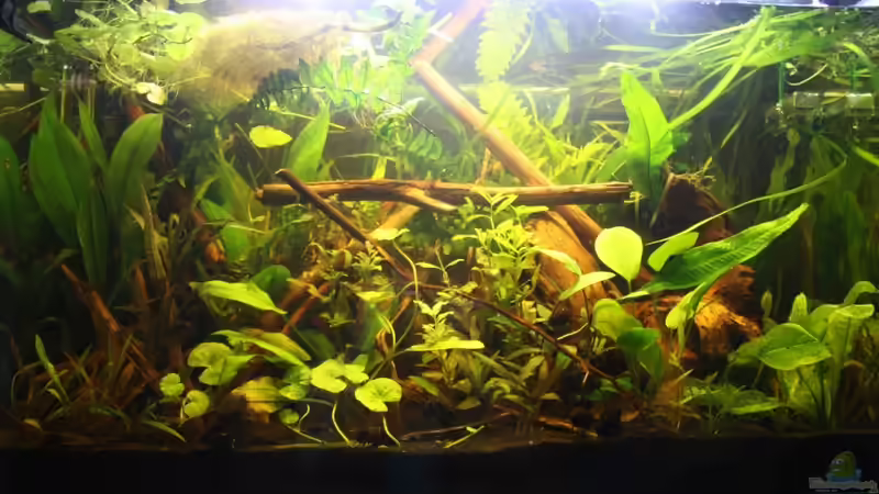 Stand 20.9.11 von A. Twele (6)