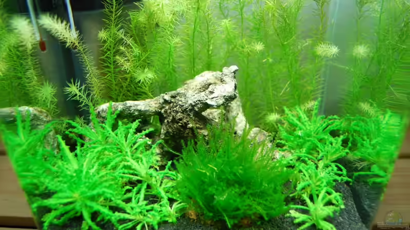 Stand 21.01.2010 von Dan1984 (2)