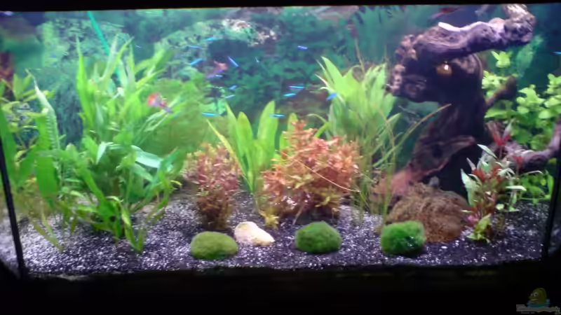 Stand 21.04.2009 von Fransenlippler (2)