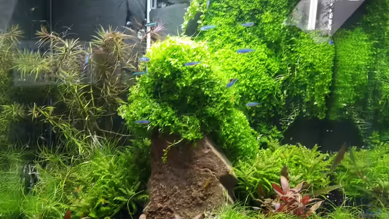 Stand 21.1.16 nach Umgestaltung von Schallex (2)