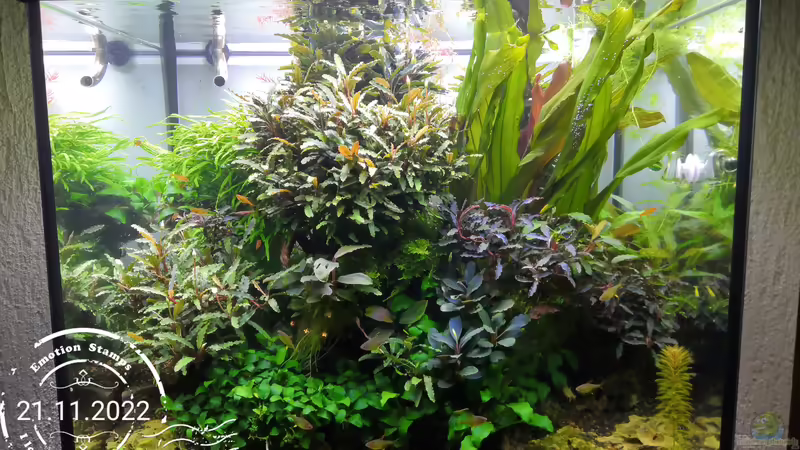 Stand 21.11.2022 von Aquaritch (1)