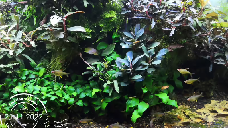 Stand 21.11.2022 von Aquaritch (16)