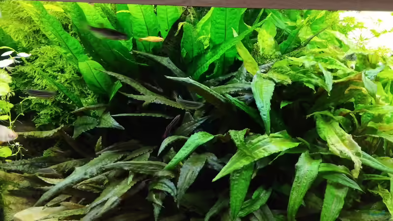 Stand 22.08.2025 von Thomas Kreuter (22)