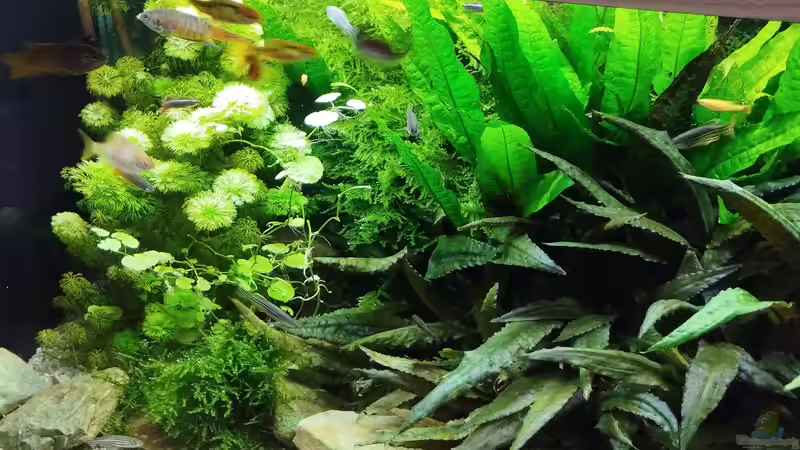 Stand 22.08.2025 von Thomas Kreuter (23)
