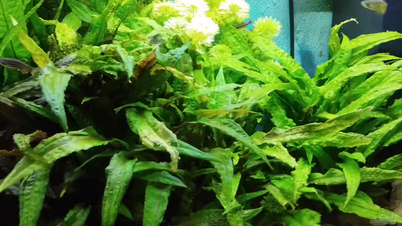 Stand 22.08.2025 von Thomas Kreuter (24)