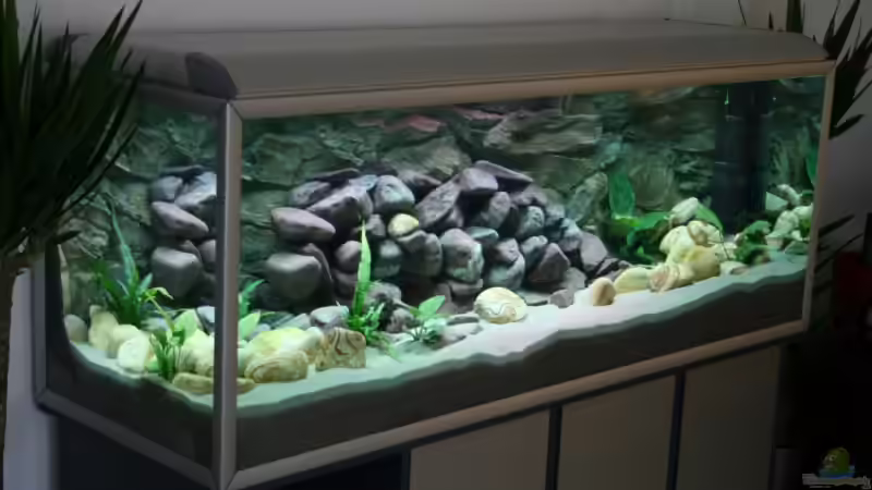 Stand 25.02.07 noch ohne Fische von Sergio Raimundo (3)