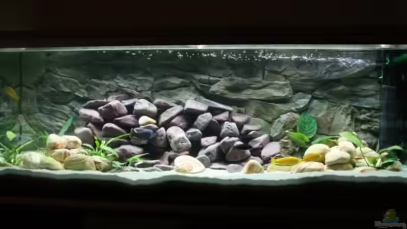 Stand 25.02.2007 noch ohne Fische von Sergio Raimundo (1)