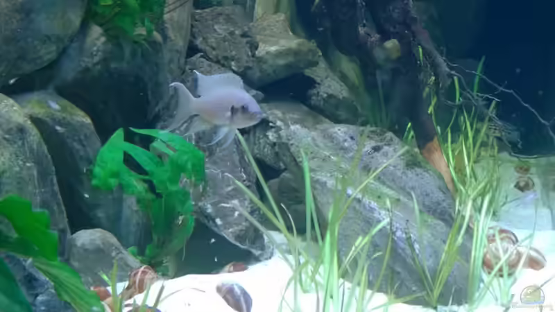 Stand 25.02.2014 von links ins Aquarium von Trooper (6)