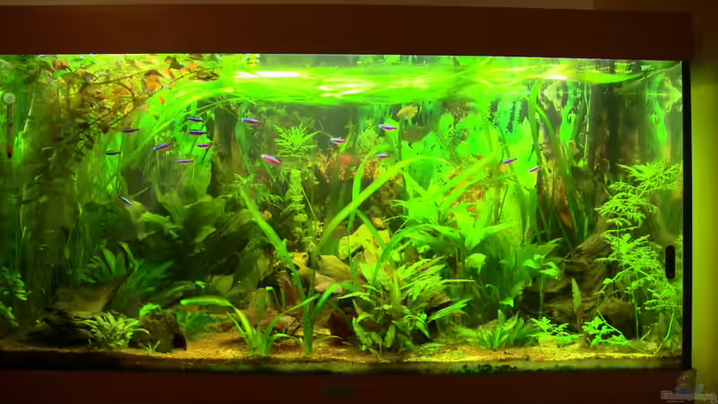 Stand 25.06.2013 von Zodiack (6)