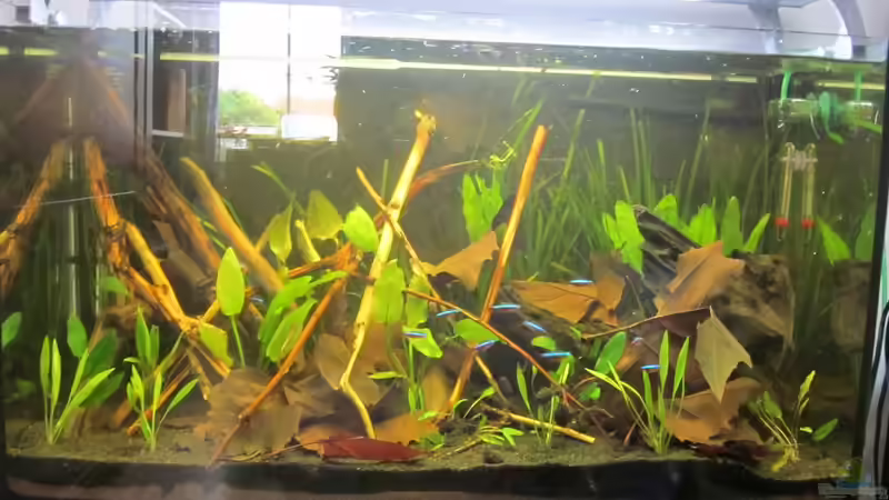 Stand 25.8.11 von A. Twele (4)