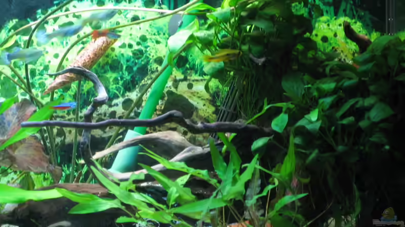 Stand 27.02.2012 von Robbi (5)