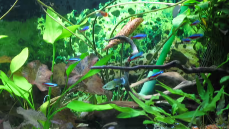 Stand 27.02.2012 von Robbi (7)