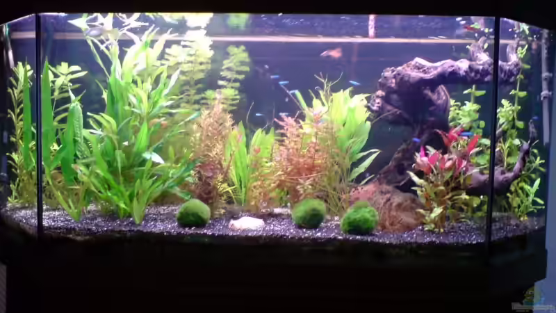 Stand 29.4.2009 Neuer Hintergrund Jetzt schwarz von Fransenlippler (5)