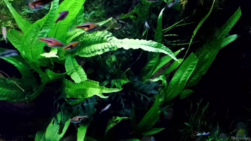 Stand 31.01.2013 von snooze (31)