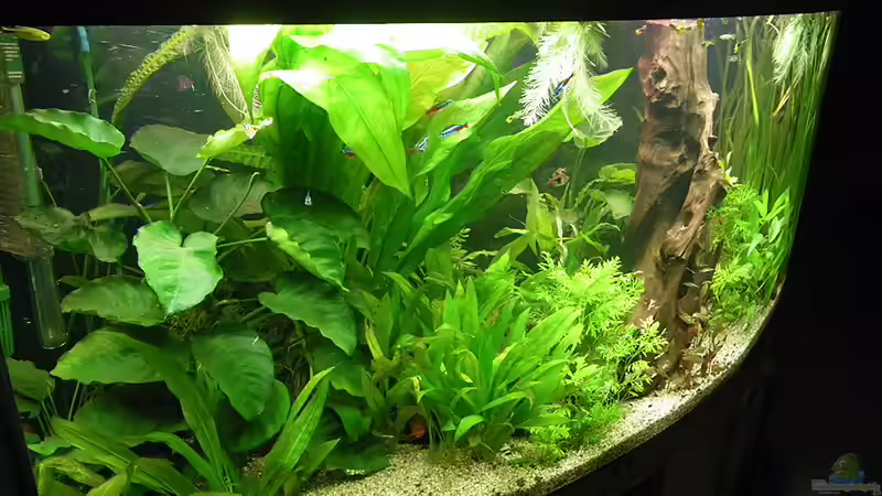 Stand 4.1.2011 von Bazzi (4)