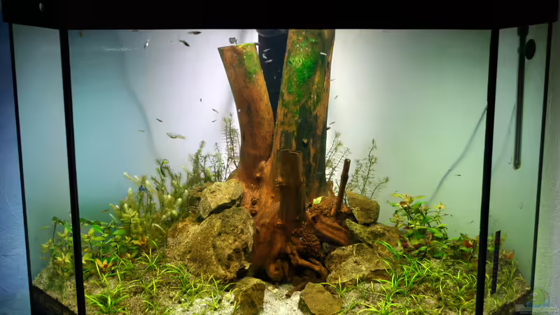 Stand 4 Wochen von Triameh (5)