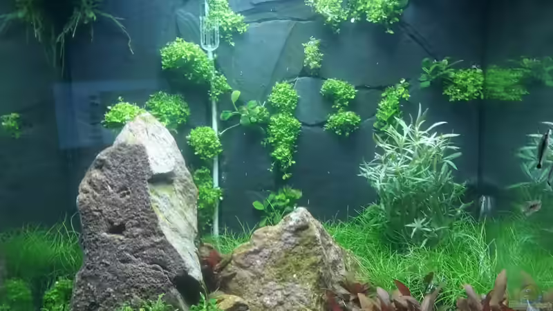 Stand 5.11.15 mit ersten Besatz durch Ottos von Schallex (10)