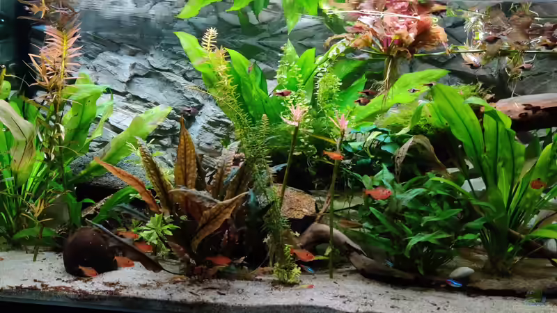 Stand 5.6.20 von Woidma (9)