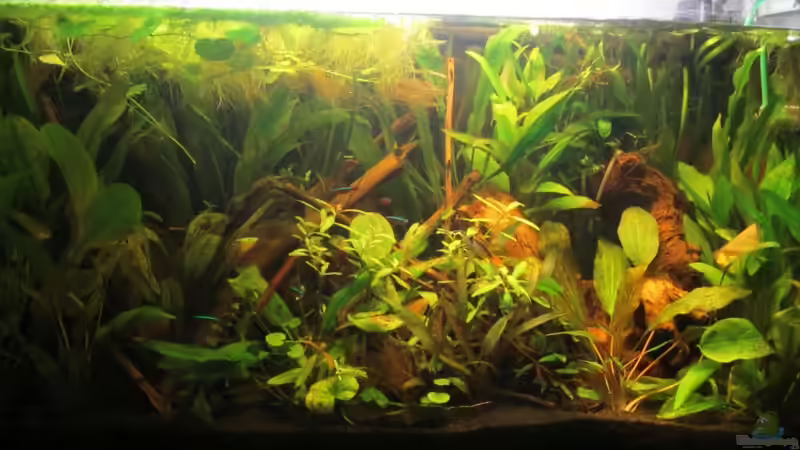 Stand 6.11 nach dem gärtnern