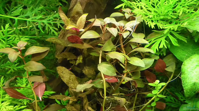 Stand 6.12.2010 von Bazzi (3)