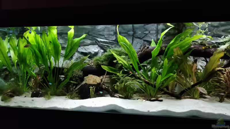 Stand 6.8.19 ein Tag nach radikalen Rückschnitt von Woidma (15)