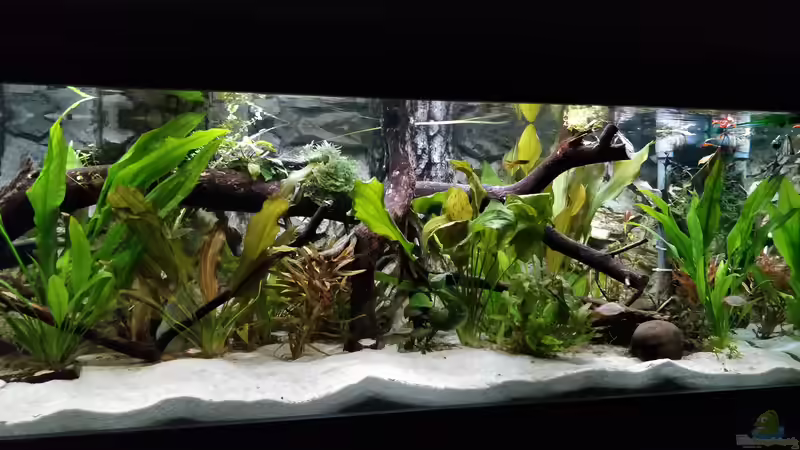 Stand 6.8.19 ein Tag nach radikalen Rückschnitt von Woidma (16)