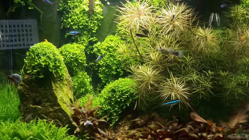 Stand 7.12.15 von Schallex (12)