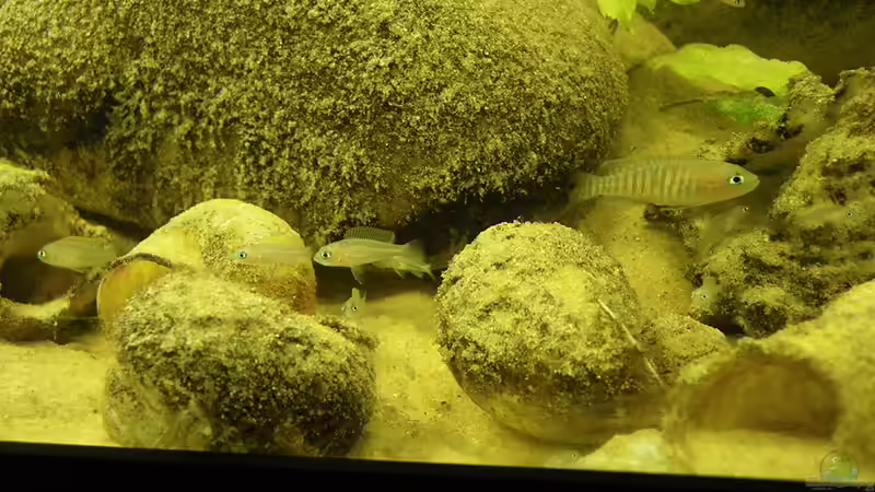 Stand 8.11.10 von Bazzi (20)