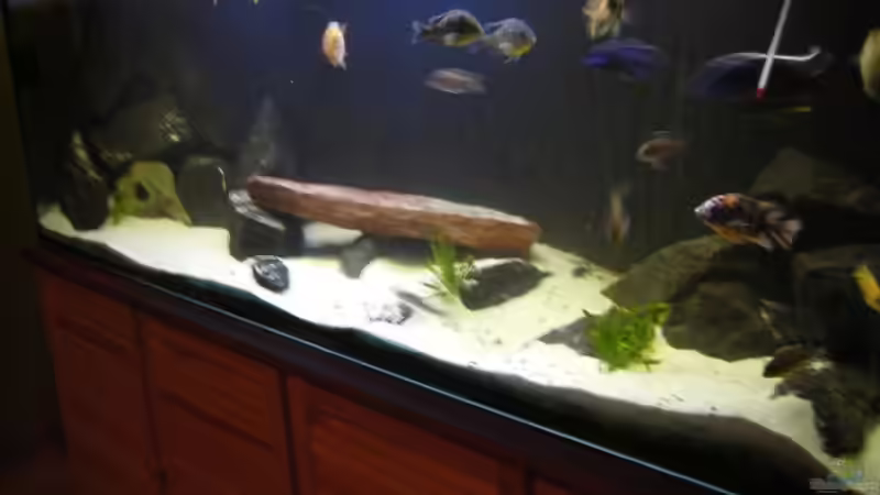 Stand am 8.9.09 von Dt-Floppy (3)