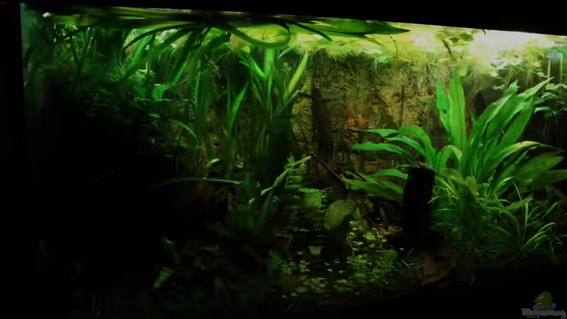 Stand Ende Dezember 2013 von Fischkopp83 (1)