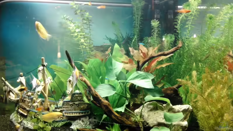 Stand Ende Februar 2018 von Balou 2013 (29)