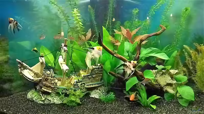 Stand Ende Februar 2018 von Balou 2013 (31)