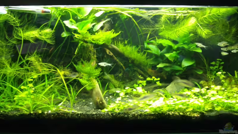 Stand Febraur 2013 - Ohne Blitz von DasJin (4)