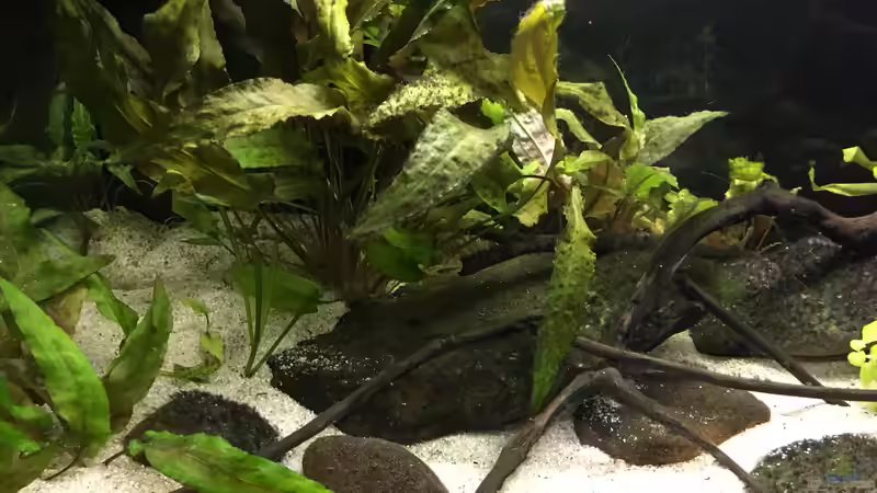 Stand Jan 2017 von Ozi5467 (7)