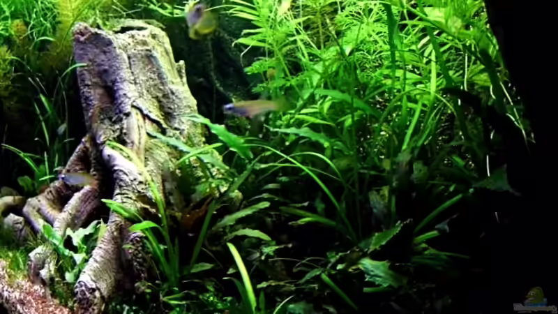 Stand Januar 2013 von snooze (19)