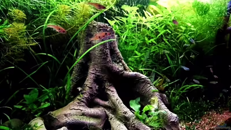 Stand Januar 2013 von snooze (23)