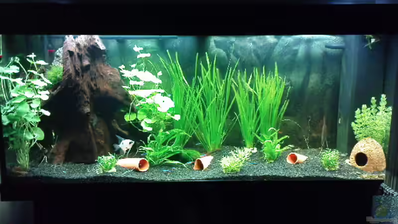 Stand Juli von Die Hängenden Gärten (4)