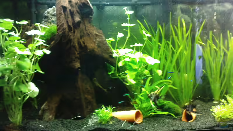 Stand Juli von Die Hängenden Gärten (5)