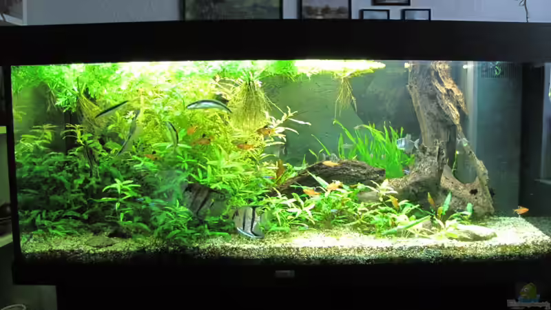 Stand März 2012 von Siegfried Tränkner (4)