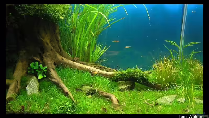 Stand vom 12.9 (nach wöchentlichen Rückschnitt) von niva (12)