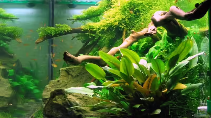 Stand vor der Umgestaltung von -serok- (5)